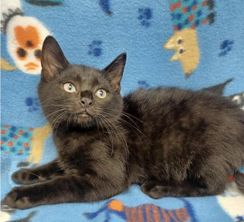 A baby medium-sized female Black Bombay cat named Harriet for adoption in New York, NY
