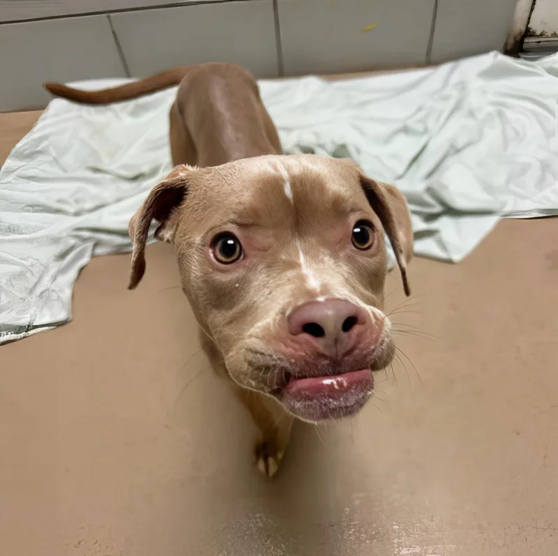 A young medium-sized female Yellow / Tan / Blond / Fawn Mixed Breed dog named Pesto for adoption in Nashville, TN