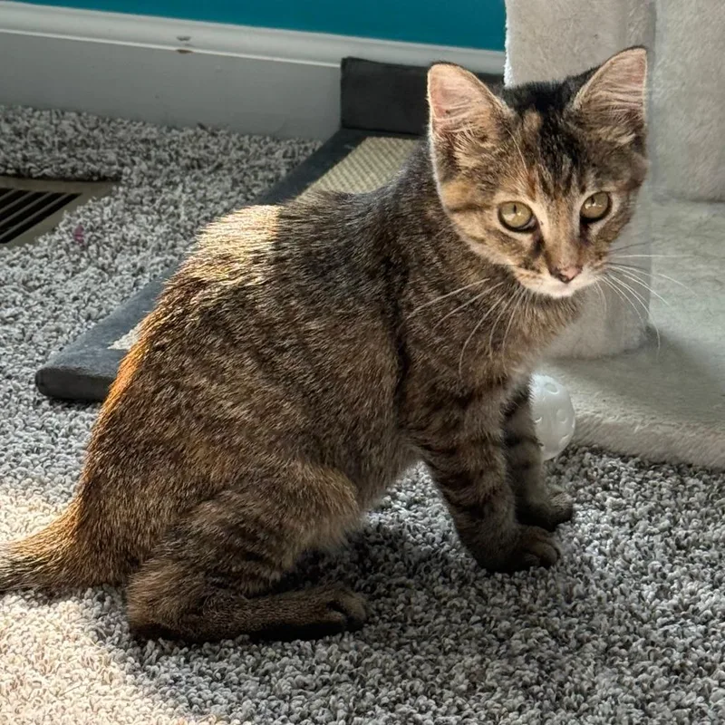 A baby small-sized female Brown / Chocolate Domestic Short Hair cat named Twix for adoption in Saint Charles, MO
