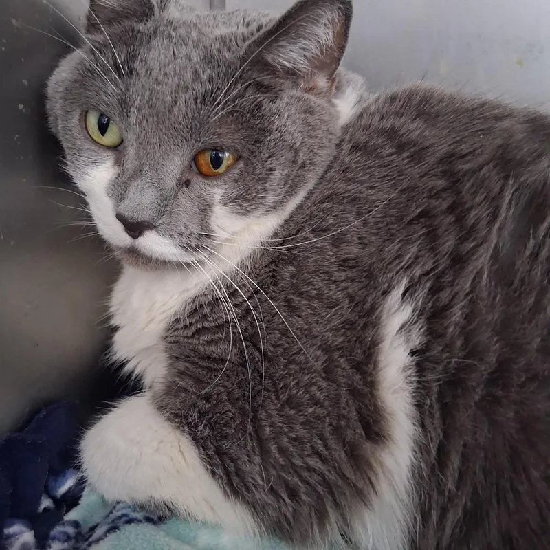 An adult large-sized female Gray & White Domestic Short Hair cat named Igloo for adoption in Northfield, MN