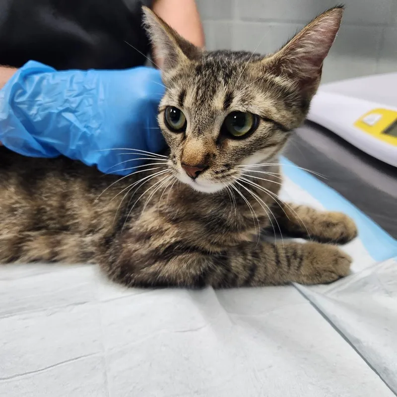 A young small-sized female Brown / Chocolate Domestic Short Hair cat named Brenda for adoption in Summerville, SC