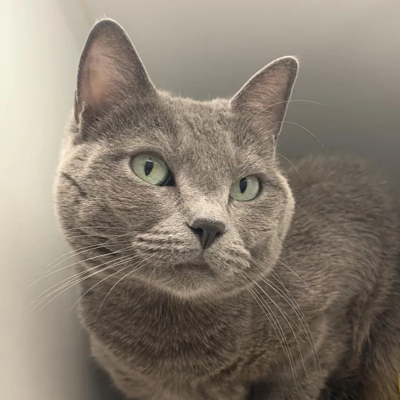 An adult medium-sized female Domestic Short Hair cat named Cranium for adoption in Los Angeles, CA