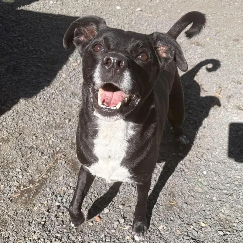 An adult medium-sized male Black Mixed Breed dog named Puck for adoption in Moscow, ID