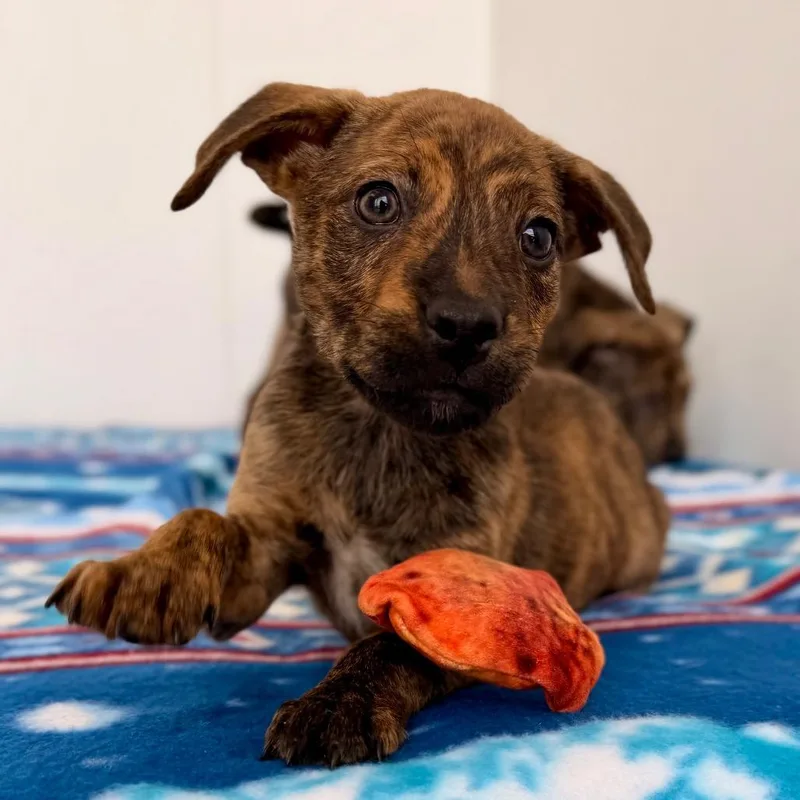 A baby medium-sized female Brown / Chocolate Mountain Cur dog named Dejah for adoption in Green Bay, WI