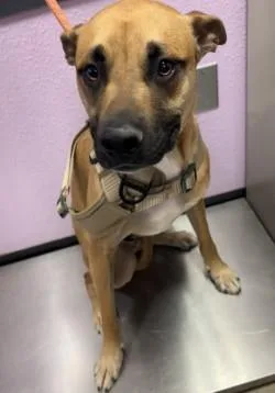 An adult small-sized male Brown / Chocolate Mixed Breed dog named Duke for adoption in El Paso, TX