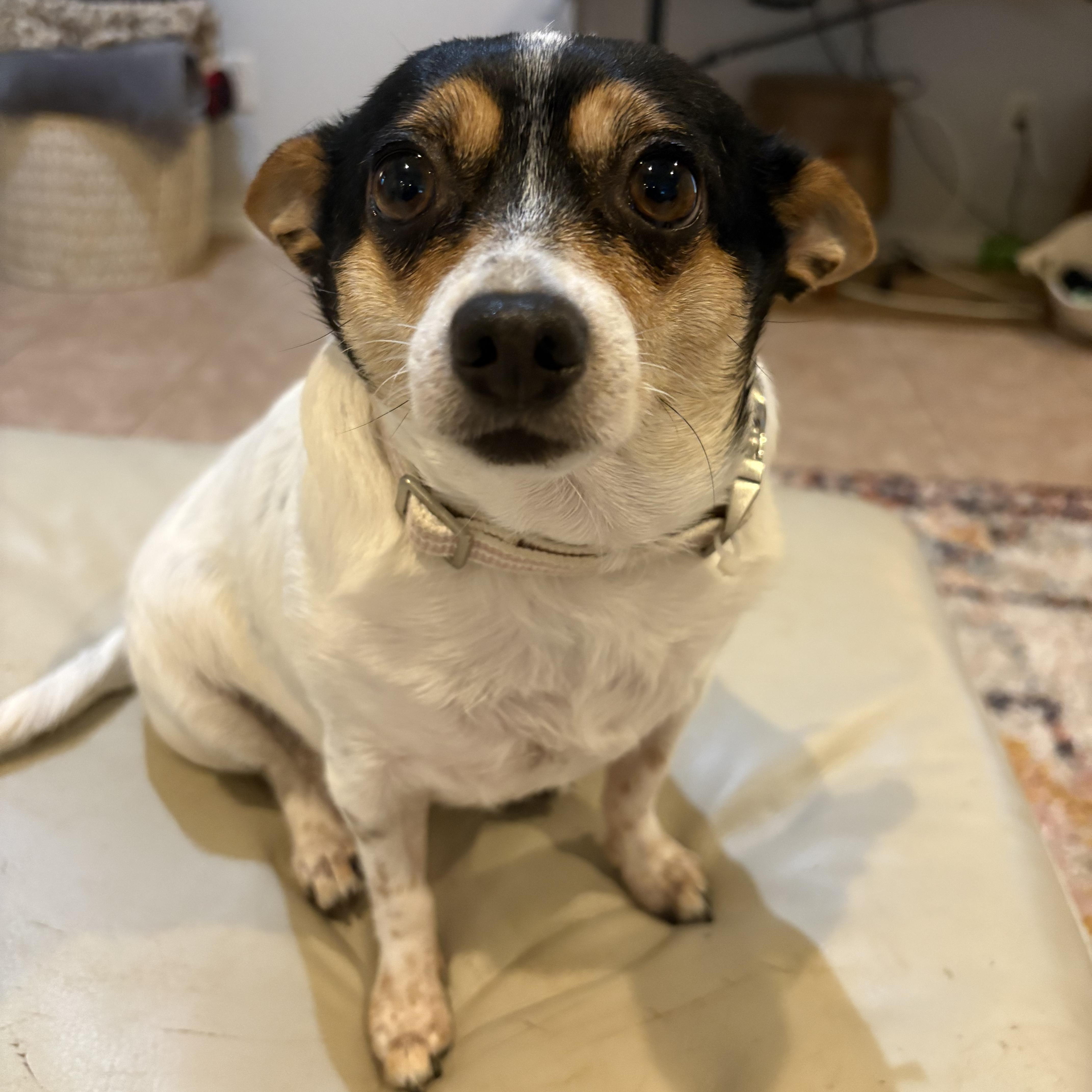 An adult small-sized female Tricolor (Brown, Black, & White) Chihuahua dog named Tiny for adoption in Bryan, TX