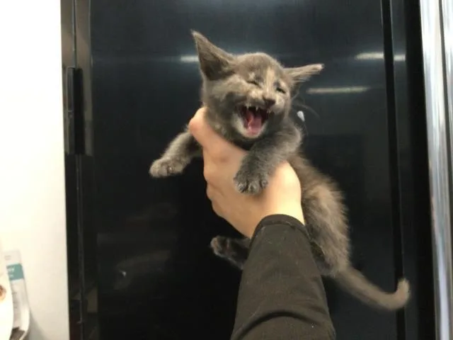 A baby small-sized female Domestic Short Hair cat named Ella for adoption in Thousand Palms, CA