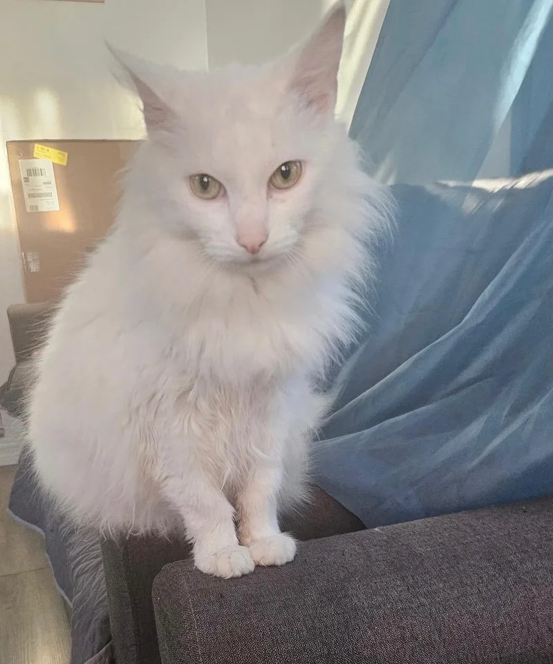 An adult medium-sized female White Domestic Long Hair cat named Amanda for adoption in Los Angeles, CA