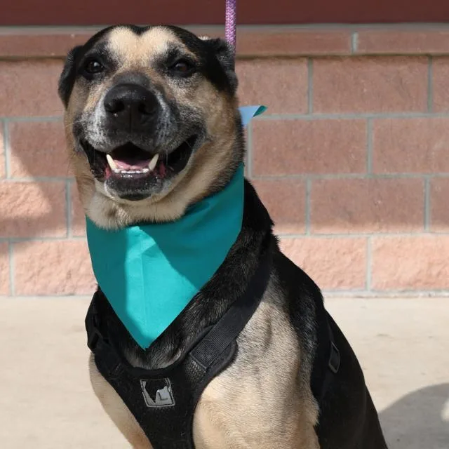 A senior large-sized male German Shepherd Dog dog named Boy for adoption in San Antonio, TX