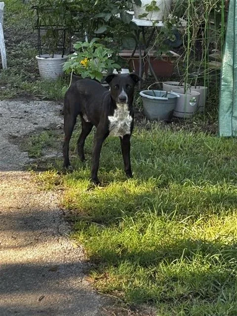 A young medium-sized male Pit Bull Terrier dog named A for adoption in Houston, TX