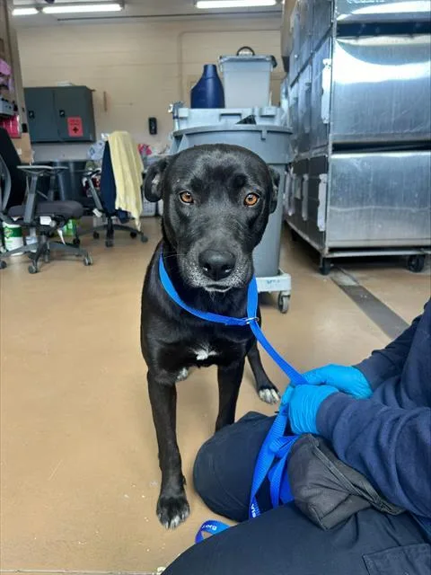 An adult large-sized female Labrador Retriever dog named Sweetie for adoption in Chula Vista, CA