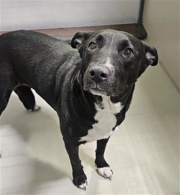 An adult large-sized female Labrador Retriever dog named Baby Puppy for adoption in Bakersfield, CA