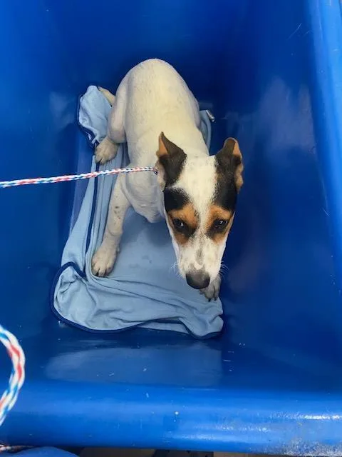 A baby large-sized female Mixed Breed dog named Mike for adoption in Dallas, TX