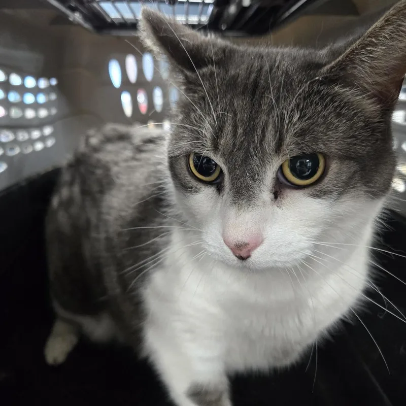 A baby large-sized female Gray / Blue / Silver Domestic Short Hair cat named Hazelnut for adoption in Newark, NJ