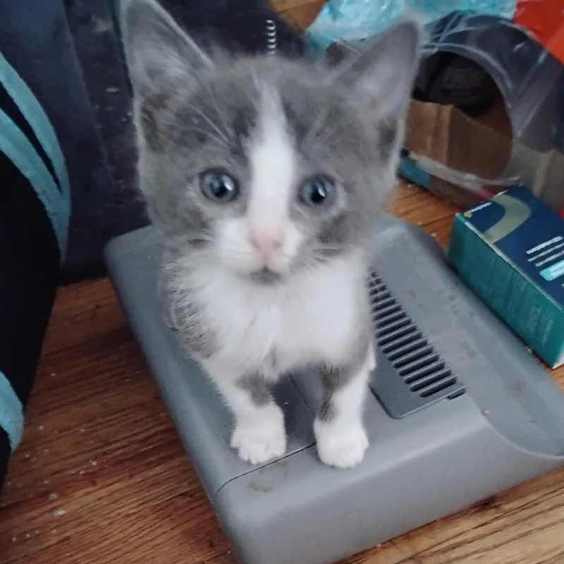A baby small-sized male Gray / Blue / Silver Domestic Short Hair cat named Elliot for adoption in Grantsville, UT