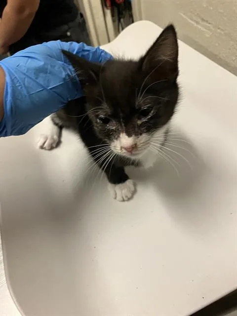 A baby small-sized male Domestic Short Hair cat named Mallard for adoption in Long Beach, CA