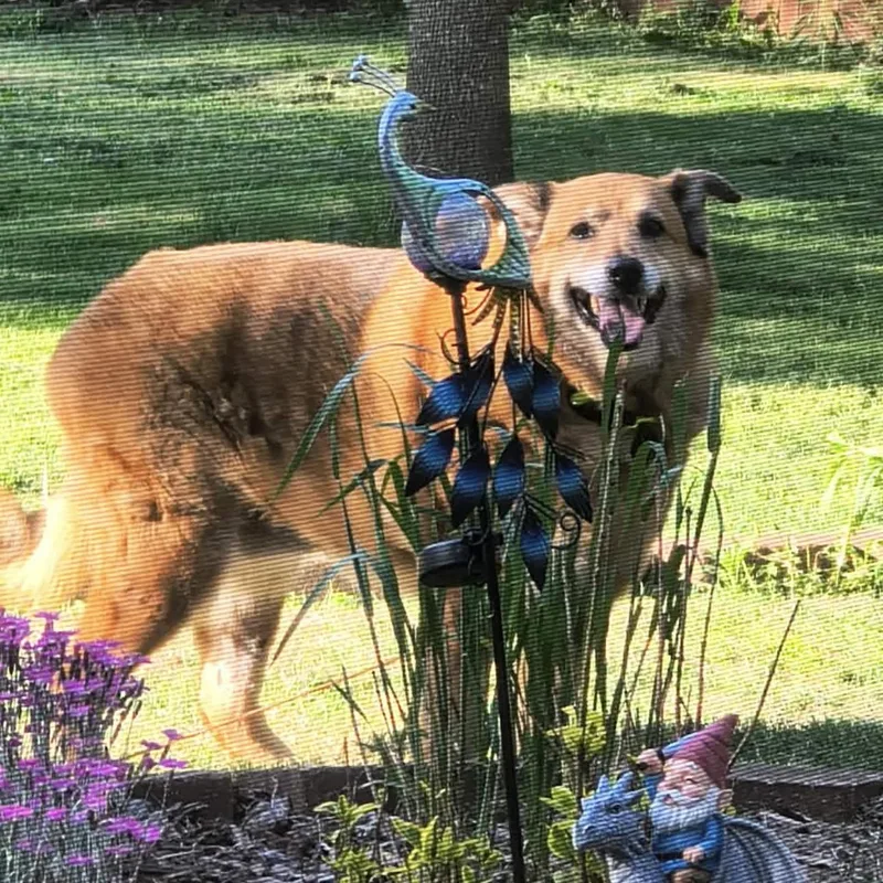 A senior large-sized female Golden Shepherd dog named Hemi for adoption in Springfield, MO