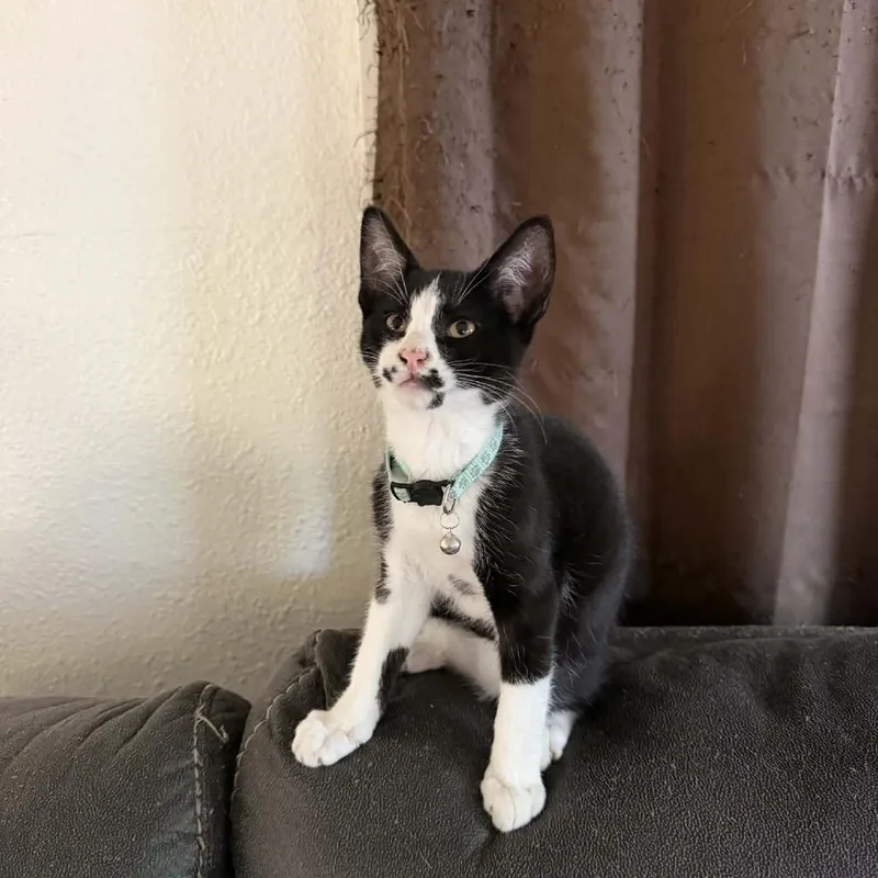 Percy