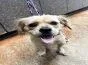 A young small-sized female Spaniel dog named Truffles for adoption in Thompson Falls, MT