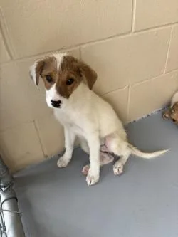 An adult small-sized female Red / Chestnut / Orange Terrier dog named Telly for adoption in Harlingen, TX