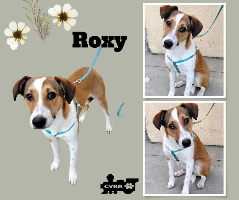 A young medium-sized female Jack Russell Terrier dog named Roxy for adoption in LINDSAY, CA