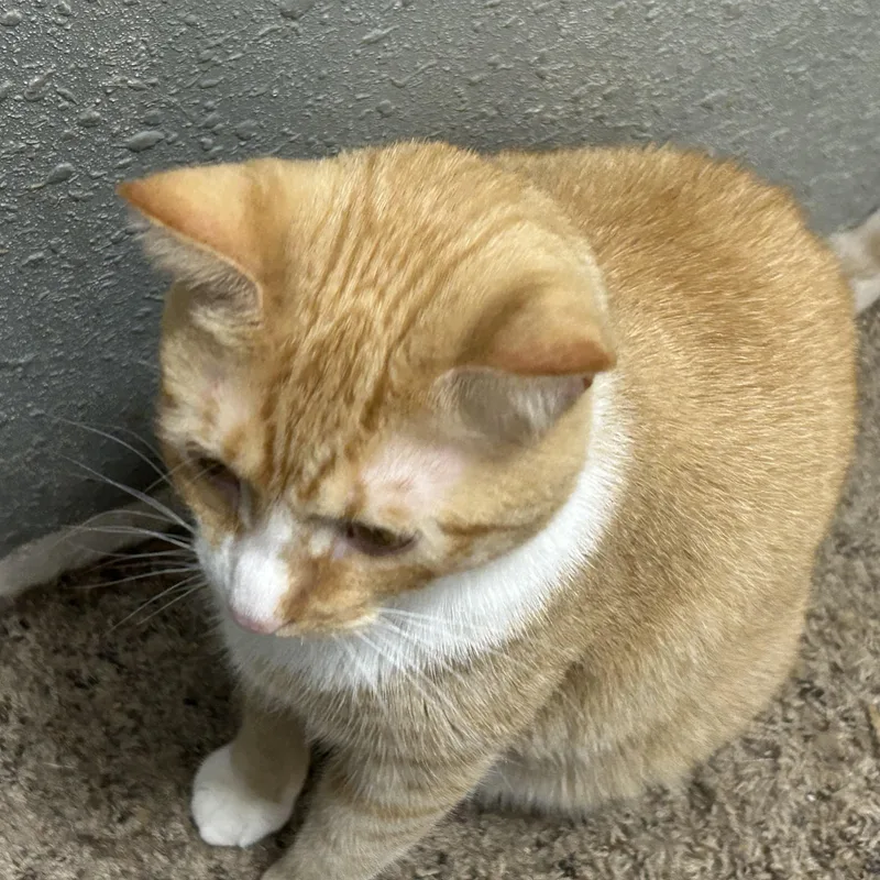 Fiona