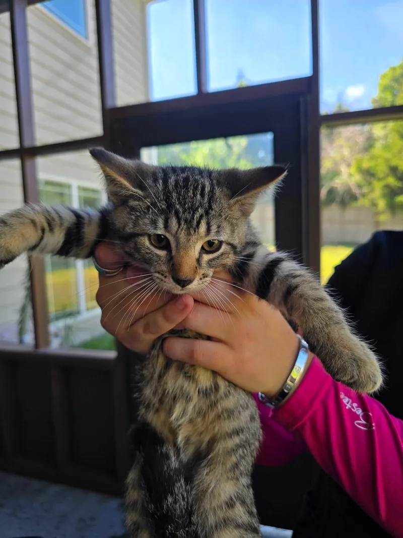 A baby medium-sized male Tabby (Brown / Chocolate) Domestic Short Hair cat named Charlie for adoption in Manhattan, KS