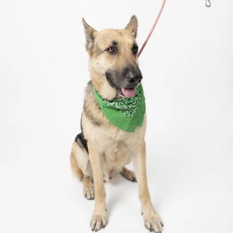 A senior medium-sized male Bicolor German Shepherd Dog dog named Heilmer for adoption in Seguin, TX