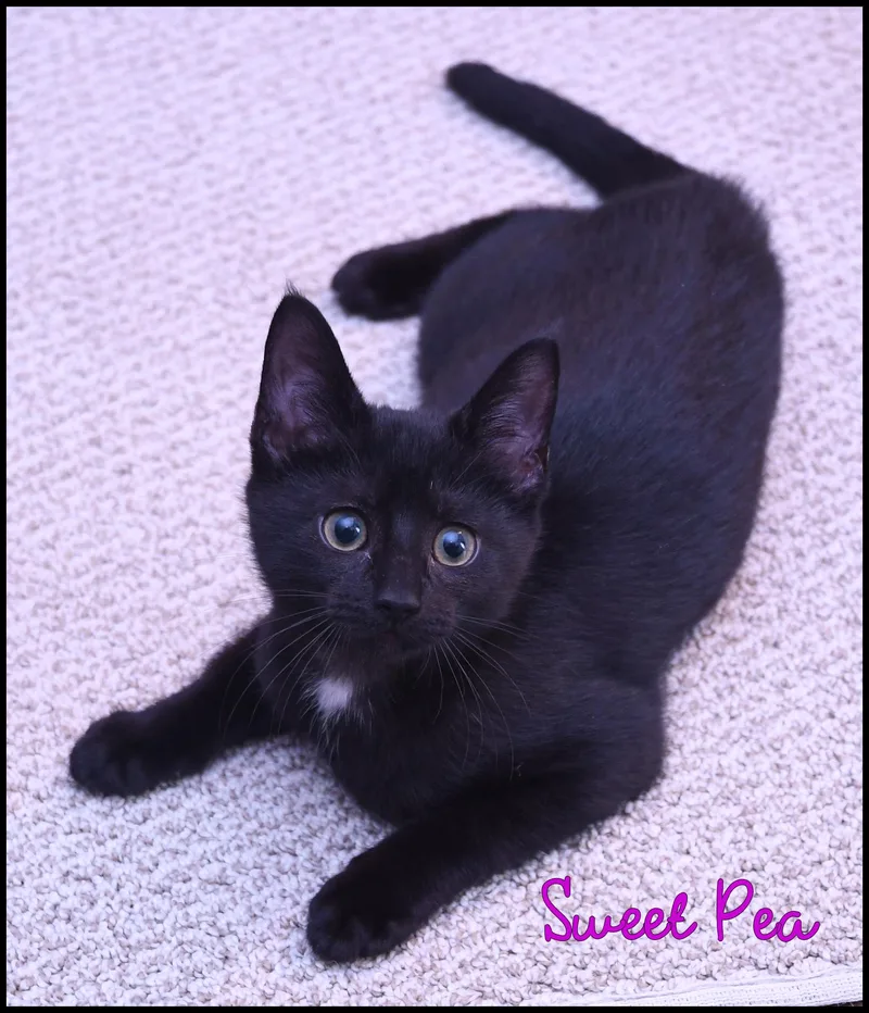 A baby medium-sized female Black Domestic Short Hair cat named Sweet Pea for adoption in Wadsworth, OH