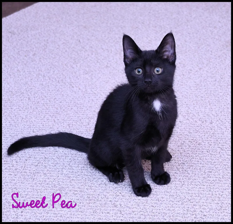 Sweet Pea thumbnail 2