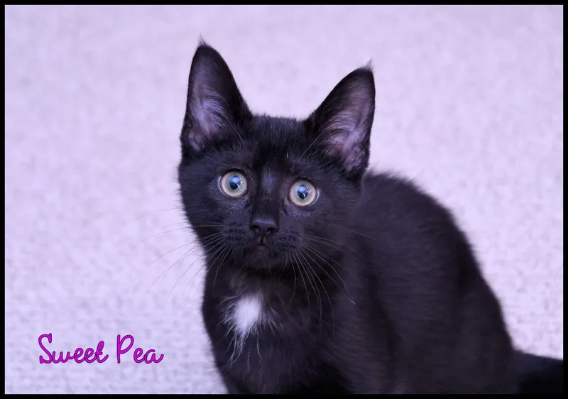 Sweet Pea thumbnail 3