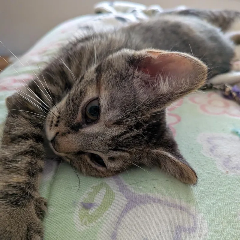A baby small-sized female Brown / Chocolate Domestic Short Hair cat named Sierra for adoption in Falls Church, VA