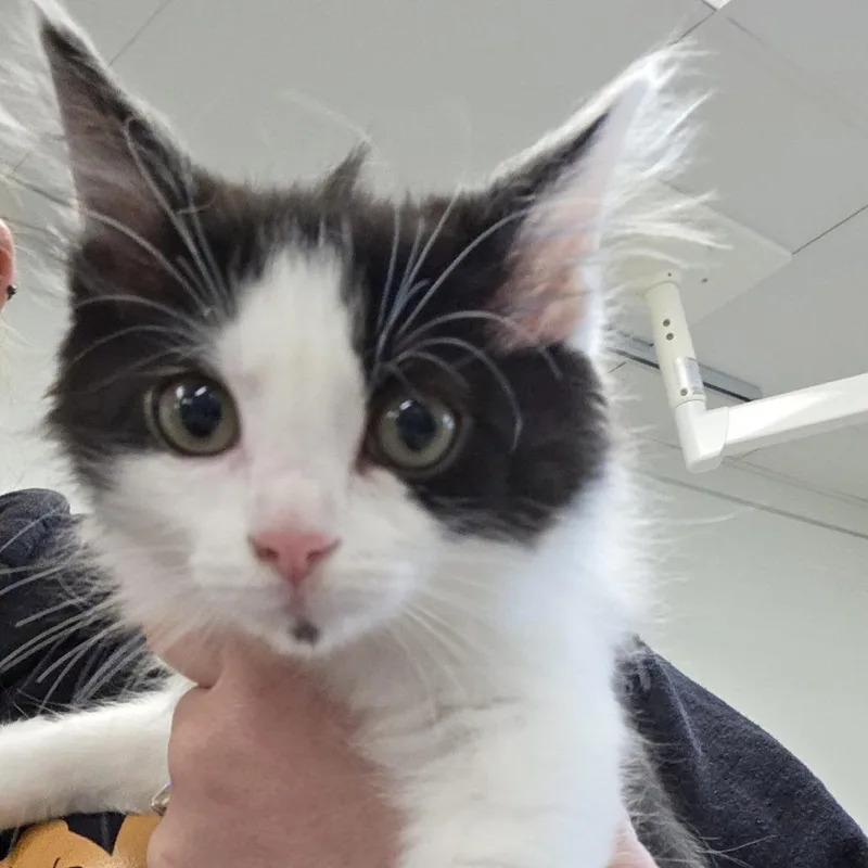 A baby small-sized female Black Domestic Short Hair cat named Bloom for adoption in Novelty, OH