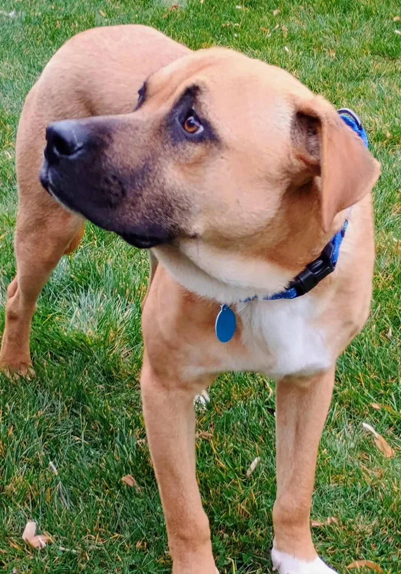 Buchanan thumbnail 2