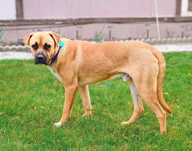 Buchanan thumbnail 3