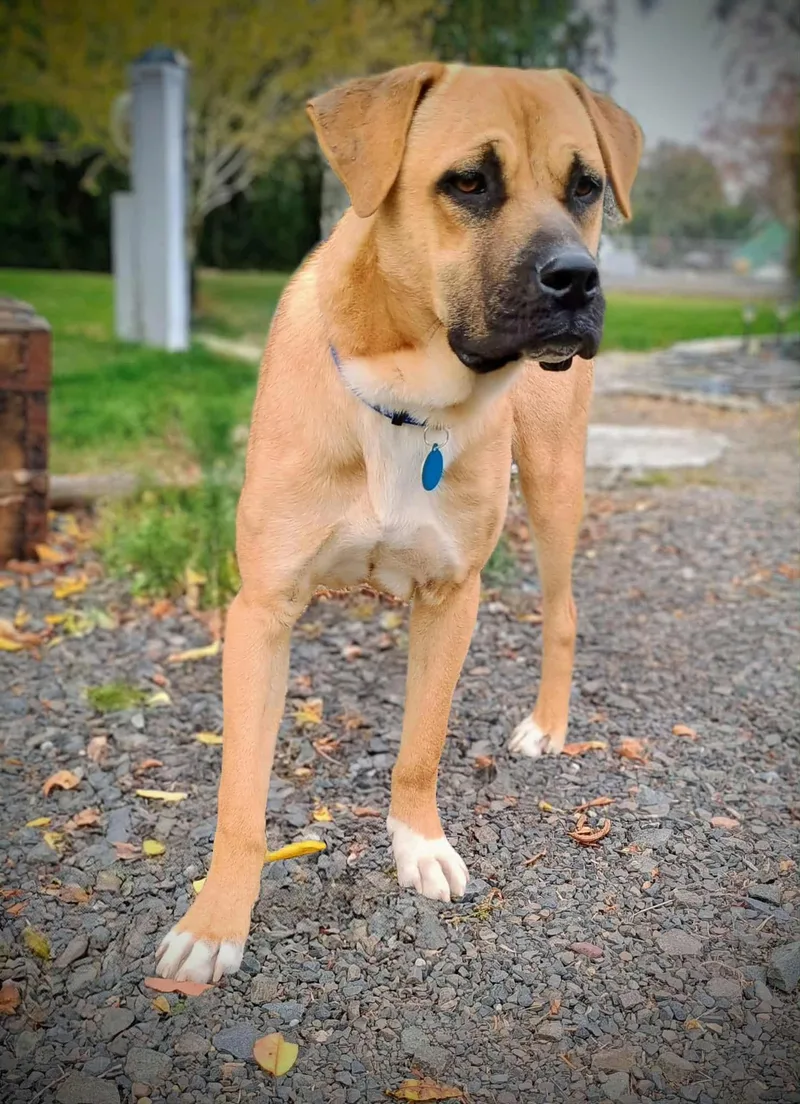 Buchanan thumbnail 4