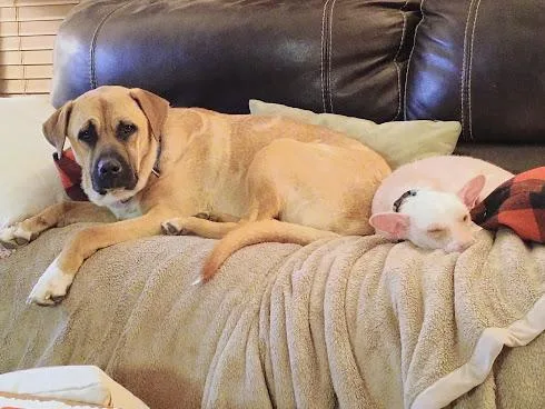 Buchanan thumbnail 5