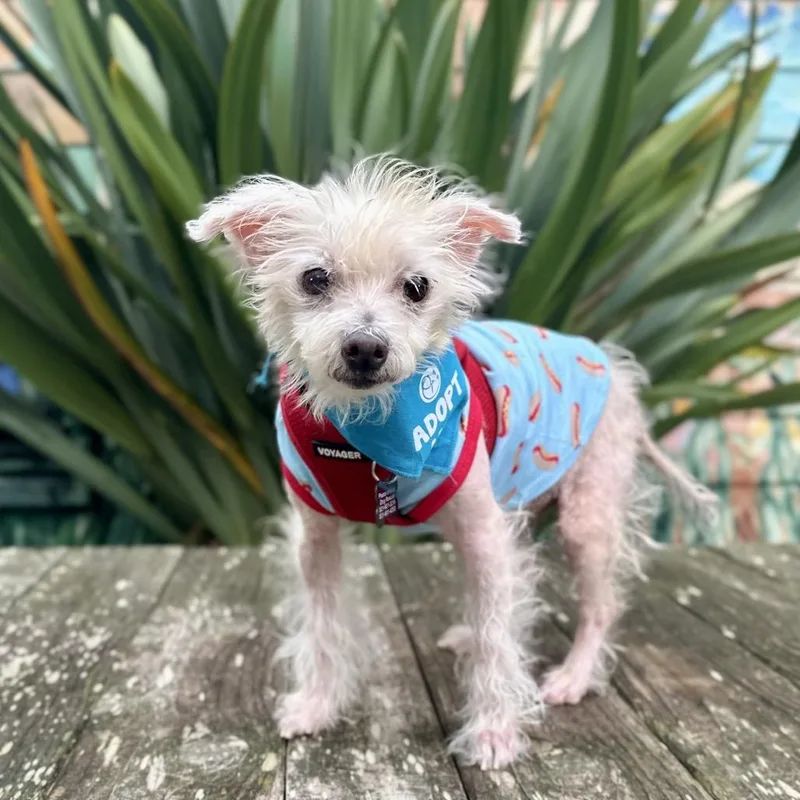 A senior small-sized male White / Cream Maltese dog named Carl for adoption in Pacific Grove, CA