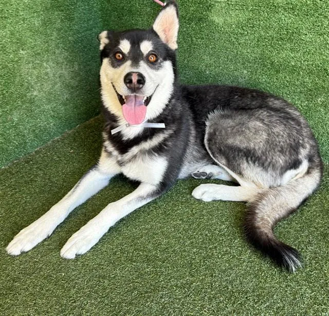A young large-sized male Siberian Husky dog named Maxum for adoption in Lancaster, CA