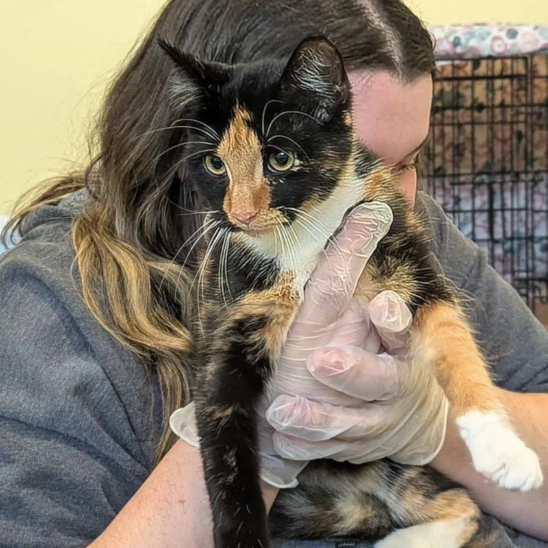 A young medium-sized female Calico Domestic Short Hair cat named Mosaic for adoption in Lynchburg, VA