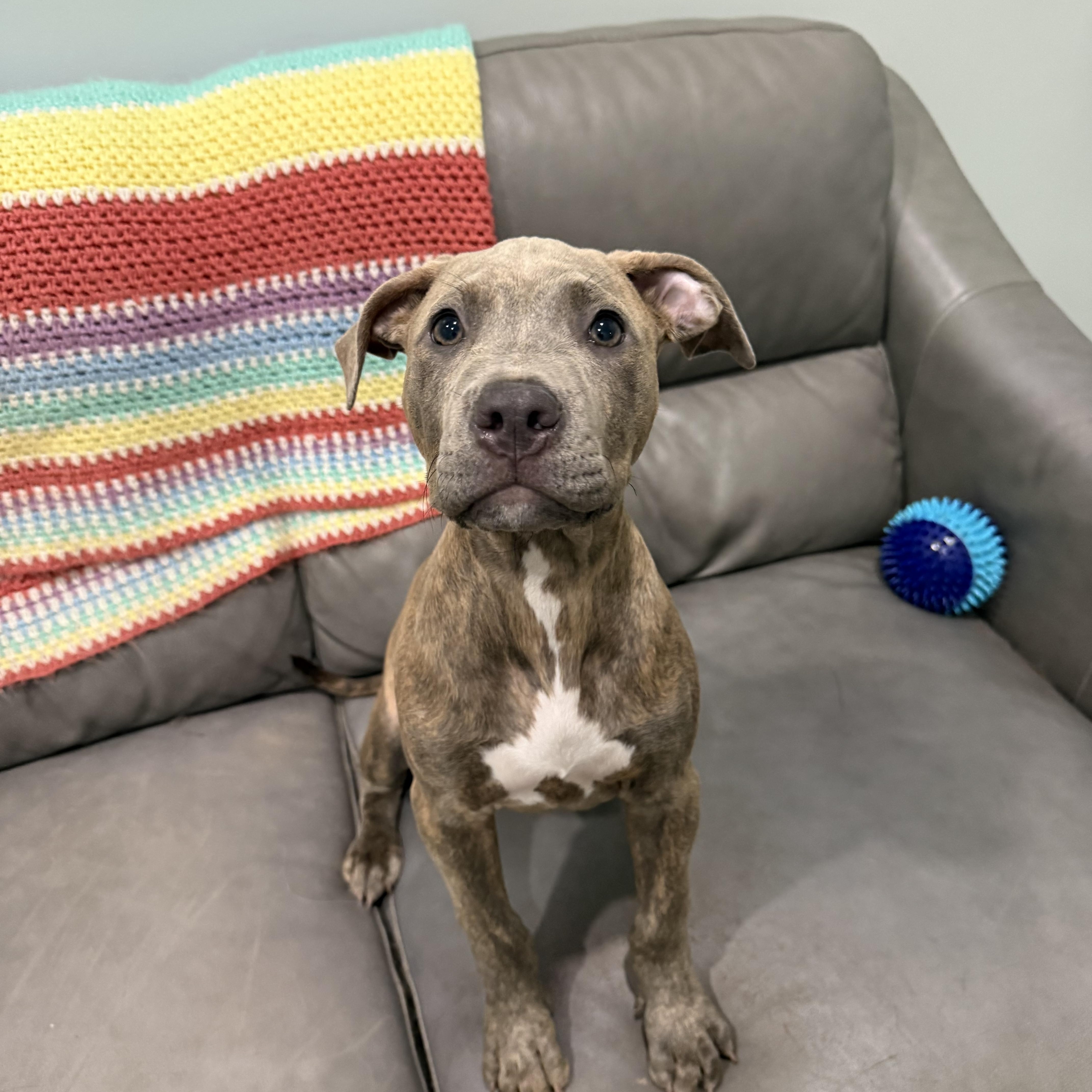 A baby medium-sized male Brindle Pit Bull Terrier dog named Benjamin for adoption in Sault Sainte Marie, MI