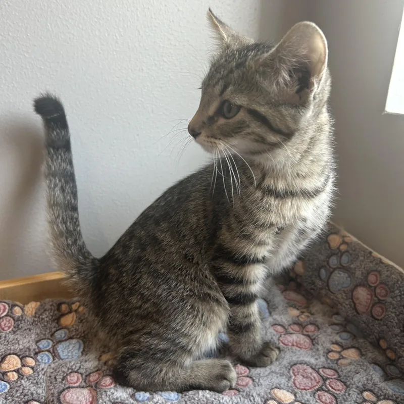 A baby medium-sized female American Shorthair cat named Bo Peep for adoption in Seward, NE