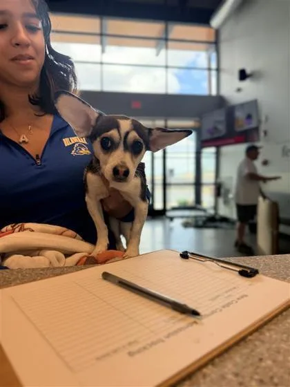 An adult small-sized male Mixed Breed dog named Truffle for adoption in West Chester, PA