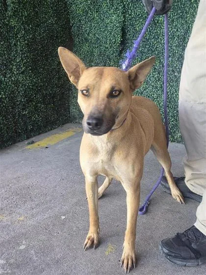 An adult medium-sized female Yellow / Tan / Blond / Fawn Shepherd dog named Mama for adoption in El Paso, TX