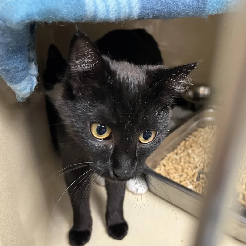 A baby medium-sized female Bombay cat named Isbeth for adoption in Clarksville, VA