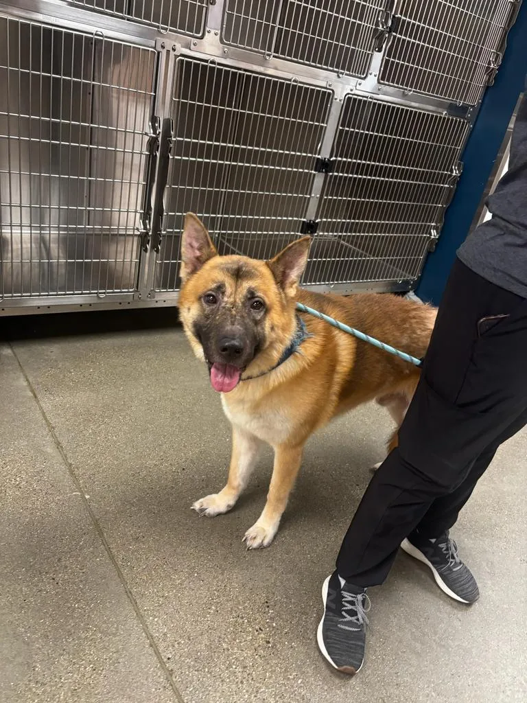 A young large-sized male German Shepherd Dog dog named Smokey for adoption in Greenfield, IN
