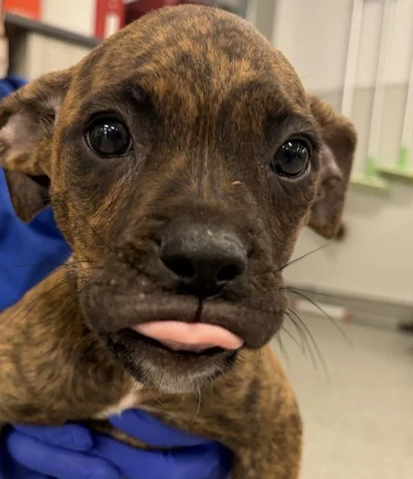 A baby small-sized male Boxer dog named Apple Butter for adoption in Oceanside, CA