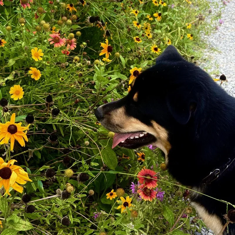 Taggaroo thumbnail 5