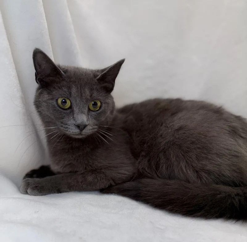 A young medium-sized female Gray / Blue / Silver Domestic Short Hair cat named Roadie for adoption in Greensboro, NC