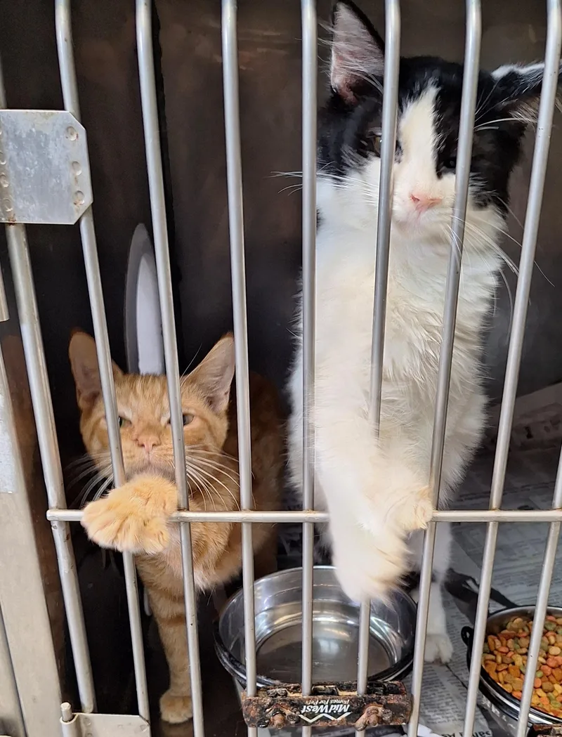 A young medium-sized male Tabby cat named Tigger for adoption in Stanton, KY